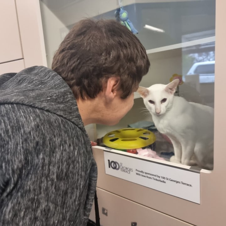 a man looking at a white cat in a cabinet